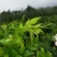 重庆野生藤茶莓茶龙须毛尖正品
