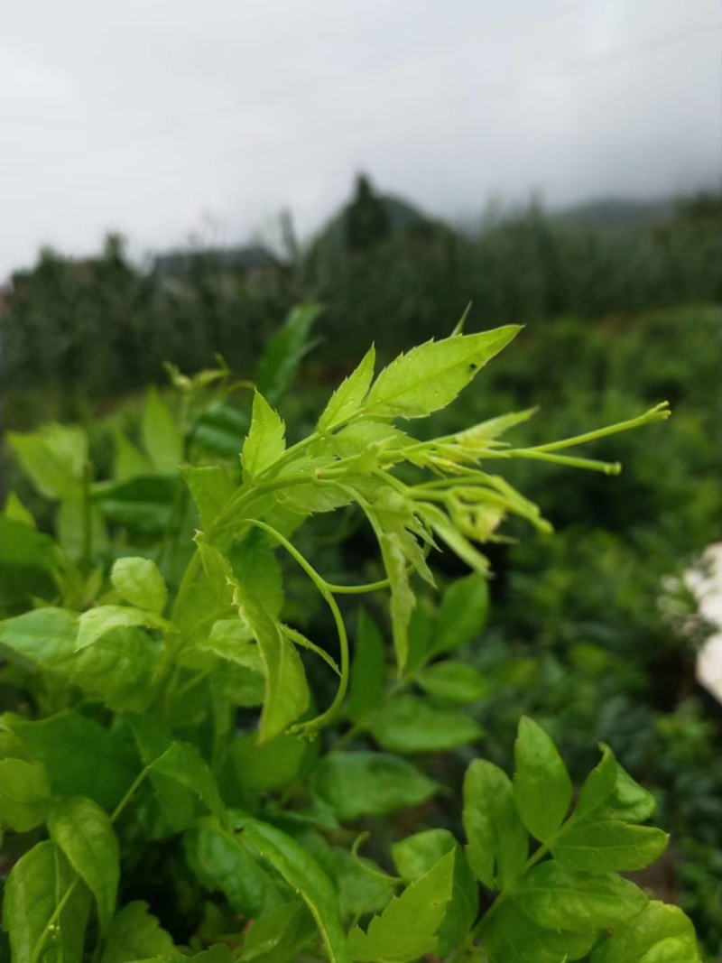 重庆野生藤茶莓茶龙须毛尖正品