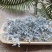 重庆野生藤茶莓茶龙须毛尖正品