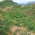炎陵黄桃泰和高山锦绣黄桃全有机肥种植高档水果桃子一件代销