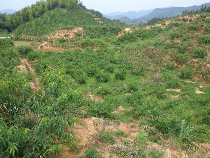 炎陵黄桃泰和高山锦绣黄桃全有机肥种植高档水果桃子一件代销