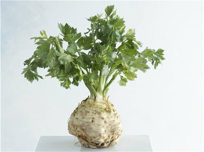 根芹种子四季种球茎结球芹菜山芹香芹籽小香芹吃根部