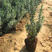 薰衣草种子芽率90%包品种耐寒耐旱全程指导育苗