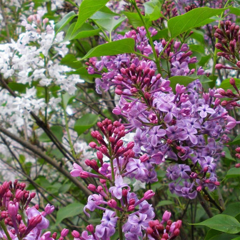 紫丁香花树苗欧洲丁香花盆栽名贵树苗浓香四季别墅庭院绿化植