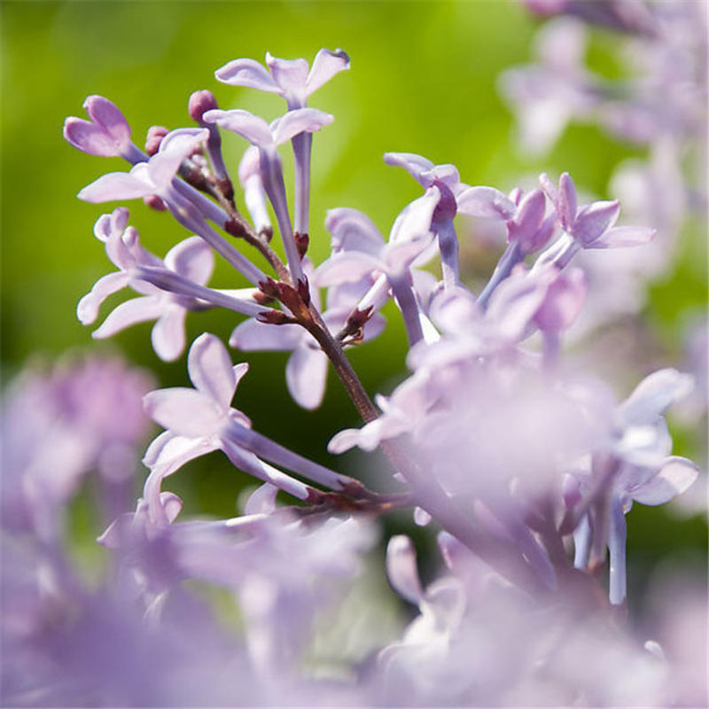 紫丁香花树苗欧洲丁香花盆栽名贵树苗浓香四季别墅庭院绿化植