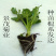 开封穴盘基质扦插苗,可视频看货,产地直供,支持线上交易。