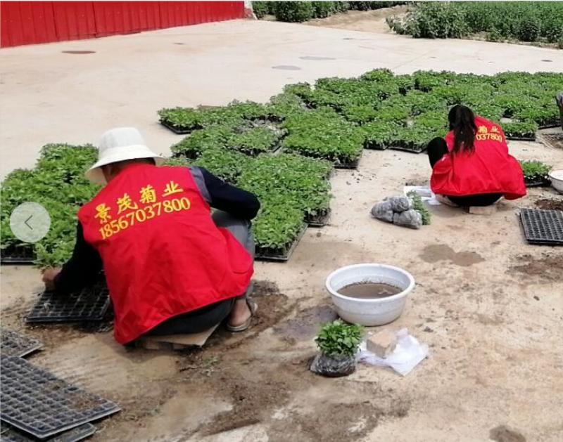 开封穴盘基质扦插苗，可视频看货，产地直供，支持线上交易。