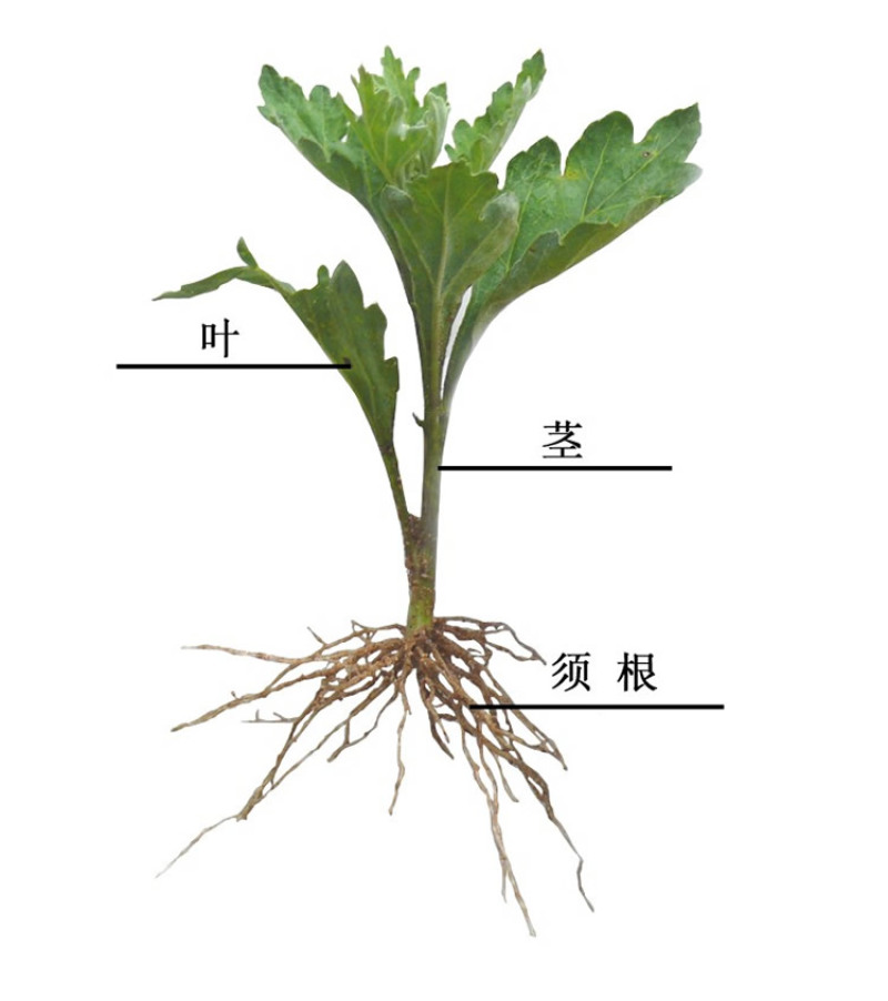 开封穴盘基质扦插苗，可视频看货，产地直供，支持线上交易。