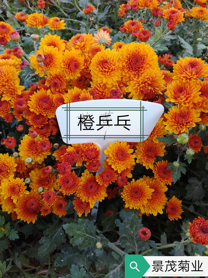 乒乓菊穴盘基质扦插苗，可视频看货，产地直供，支持线上交易