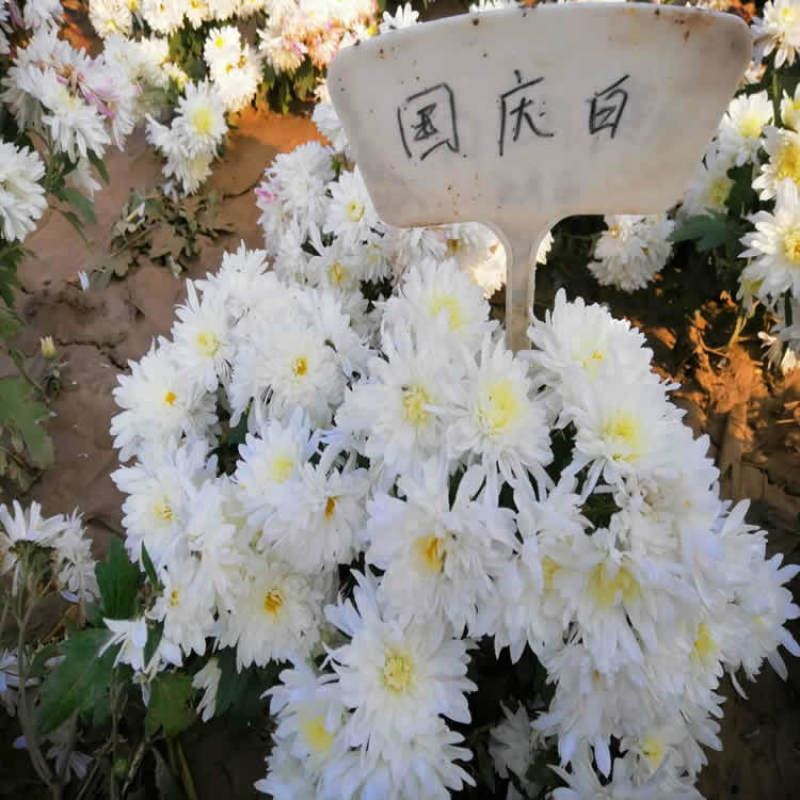 地被菊—穴盘基质扦插苗，可视频看货，产地直供，可线上交易