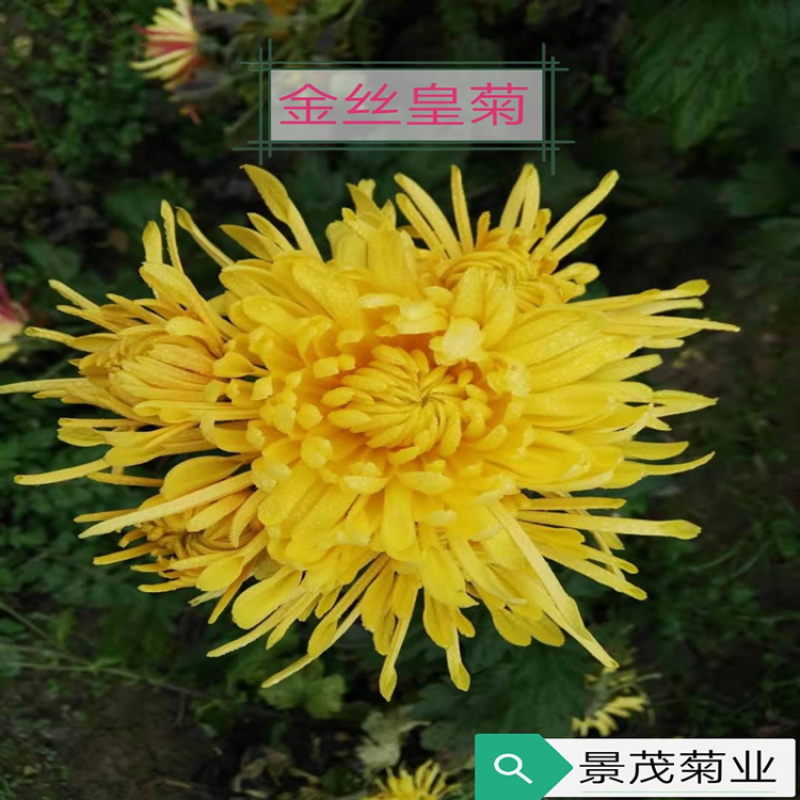 金丝皇菊苗-可视频看货，产地直供，支持线上交易