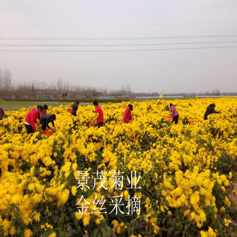 金丝皇菊苗-可视频看货，产地直供，支持线上交易