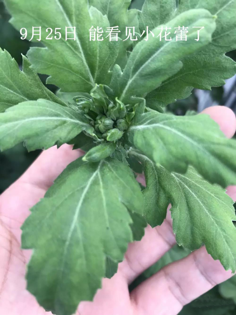 金丝皇菊苗-可视频看货，产地直供，支持线上交易