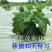 金丝皇菊苗-可视频看货，产地直供，支持线上交易