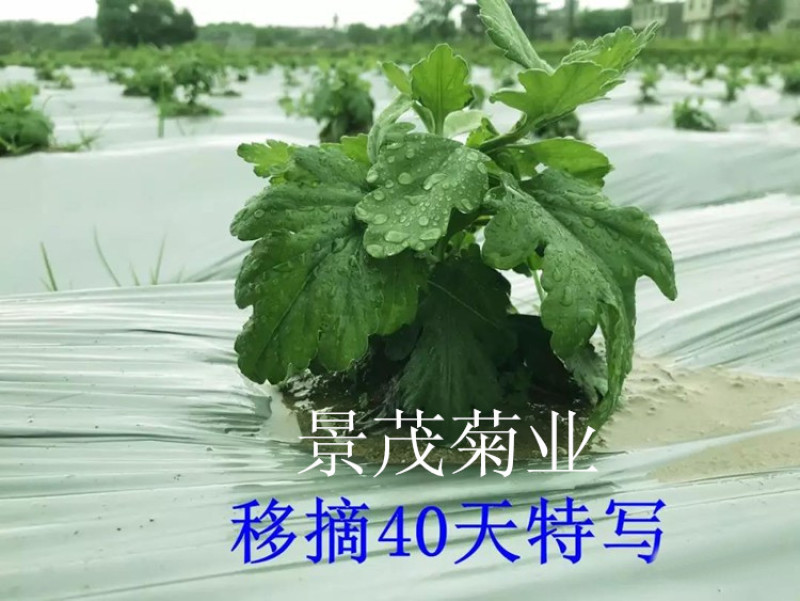 金丝皇菊苗-可视频看货，产地直供，支持线上交易