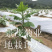 金丝皇菊苗-可视频看货，产地直供，支持线上交易