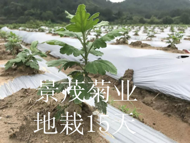 金丝皇菊苗-可视频看货，产地直供，支持线上交易