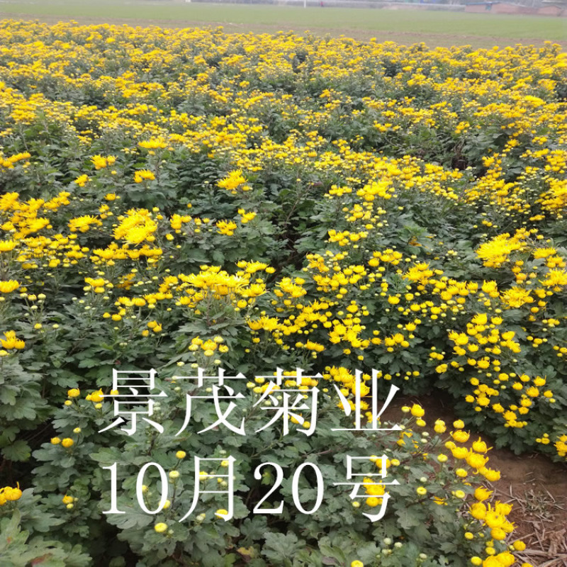 金丝皇菊苗-可视频看货，产地直供，支持线上交易