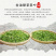 武当龙箭•武当道茶礼盒绿盒精装绿茶一提四盒