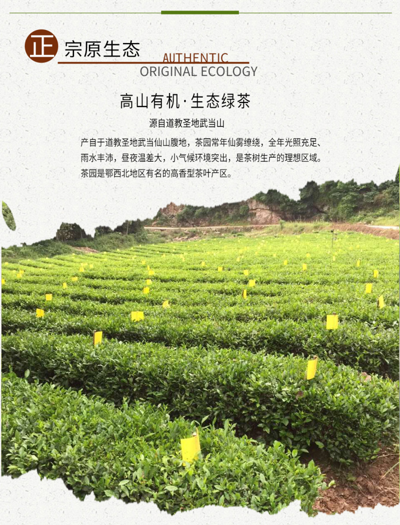 武当龙箭•武当道茶礼盒绿盒精装绿茶一提四盒