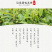 武当龙箭•武当道茶礼盒绿盒精装绿茶一提四盒