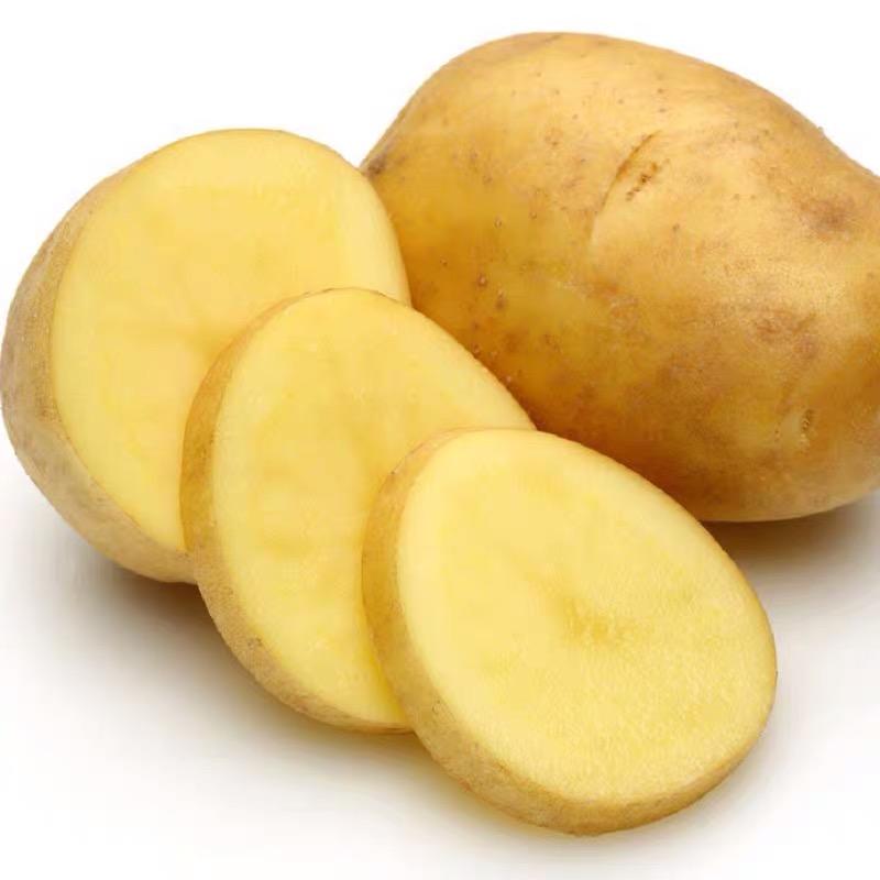 精品土豆尤金885大量上市品质高价格低一手货源