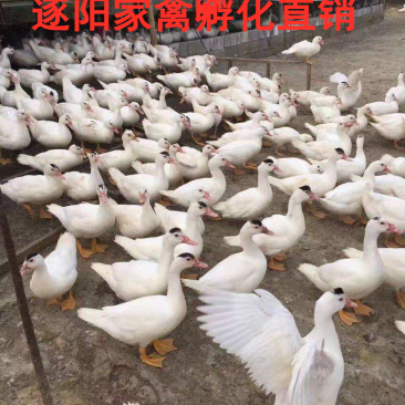 正宗大种白番鸭苗白番鸭苗包防疫包活成活运输死亡包赔