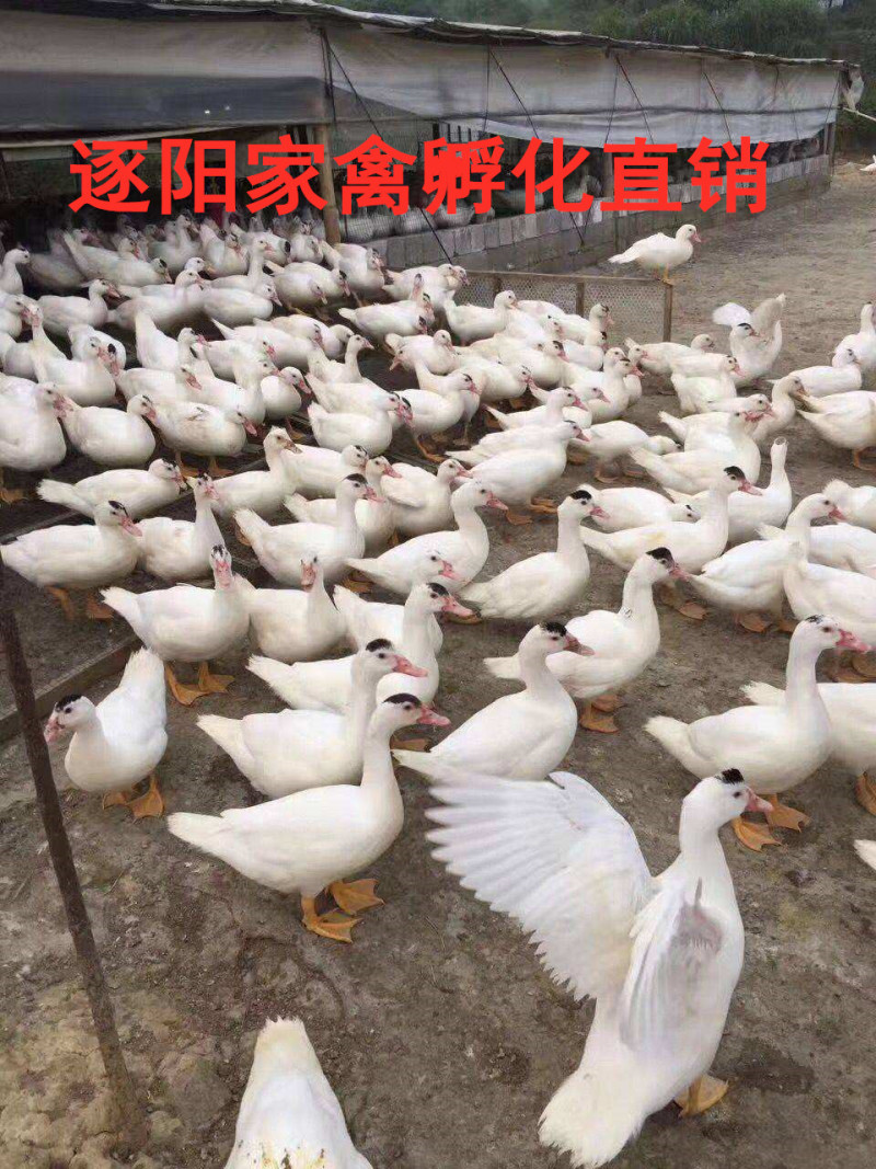 正宗大种白番鸭苗白番鸭苗包防疫包活成活运输死亡包赔