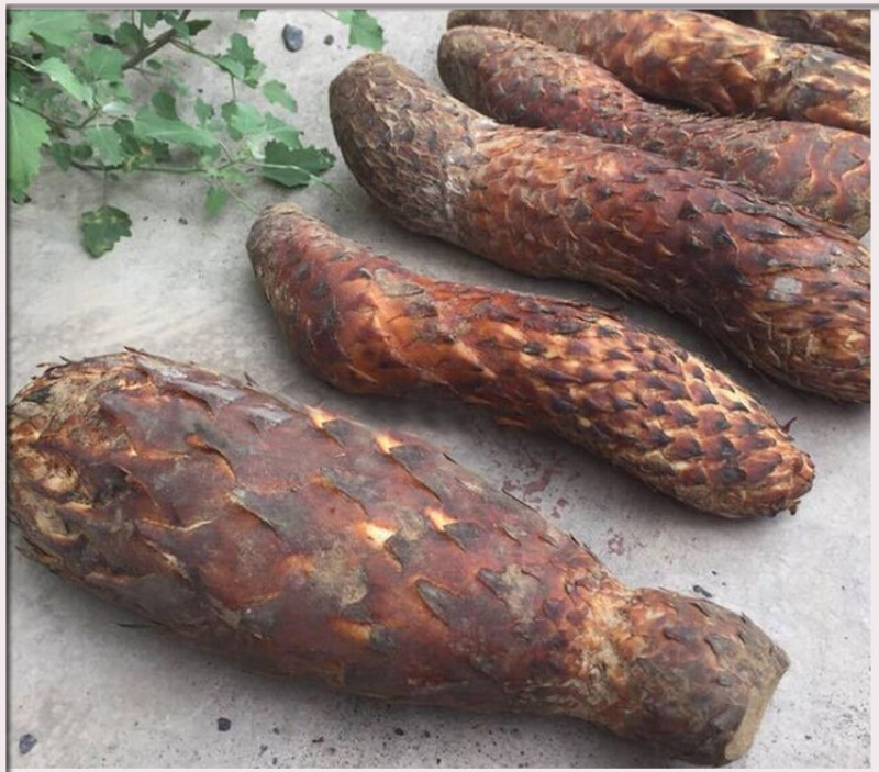 肉苁蓉新疆和田大芸新鲜肉从蓉500g包邮