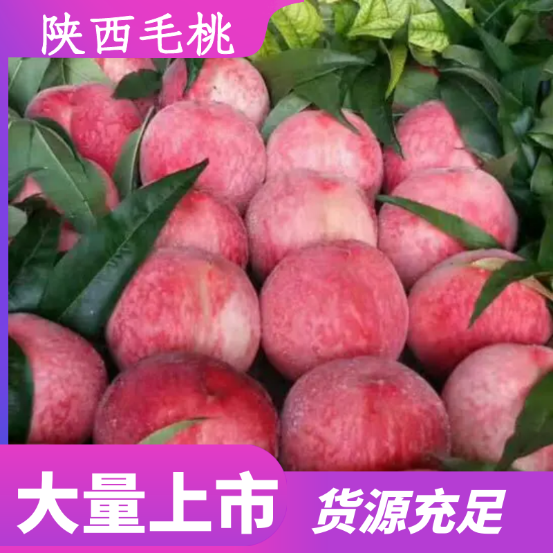 陕西毛桃大量上市，可联系看货，欢迎各大电商前来产地采购