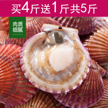 包邮一件代发买4送1现捞扇贝小红贝无沙