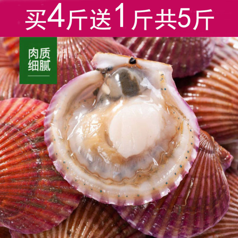 包邮一件代发买4送1现捞扇贝小红贝无沙