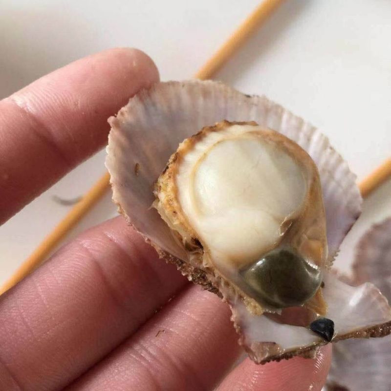 包邮一件代发买4送1现捞扇贝小红贝无沙
