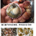 包邮一件代发买4送1现捞扇贝小红贝无沙