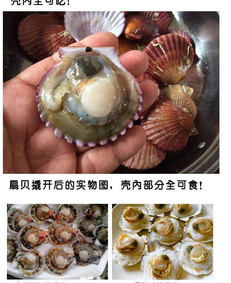 包邮一件代发买4送1现捞扇贝小红贝无沙