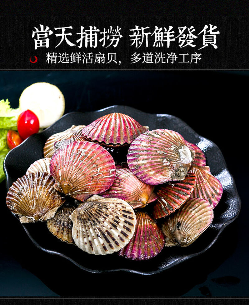 包邮一件代发买4送1现捞扇贝小红贝无沙