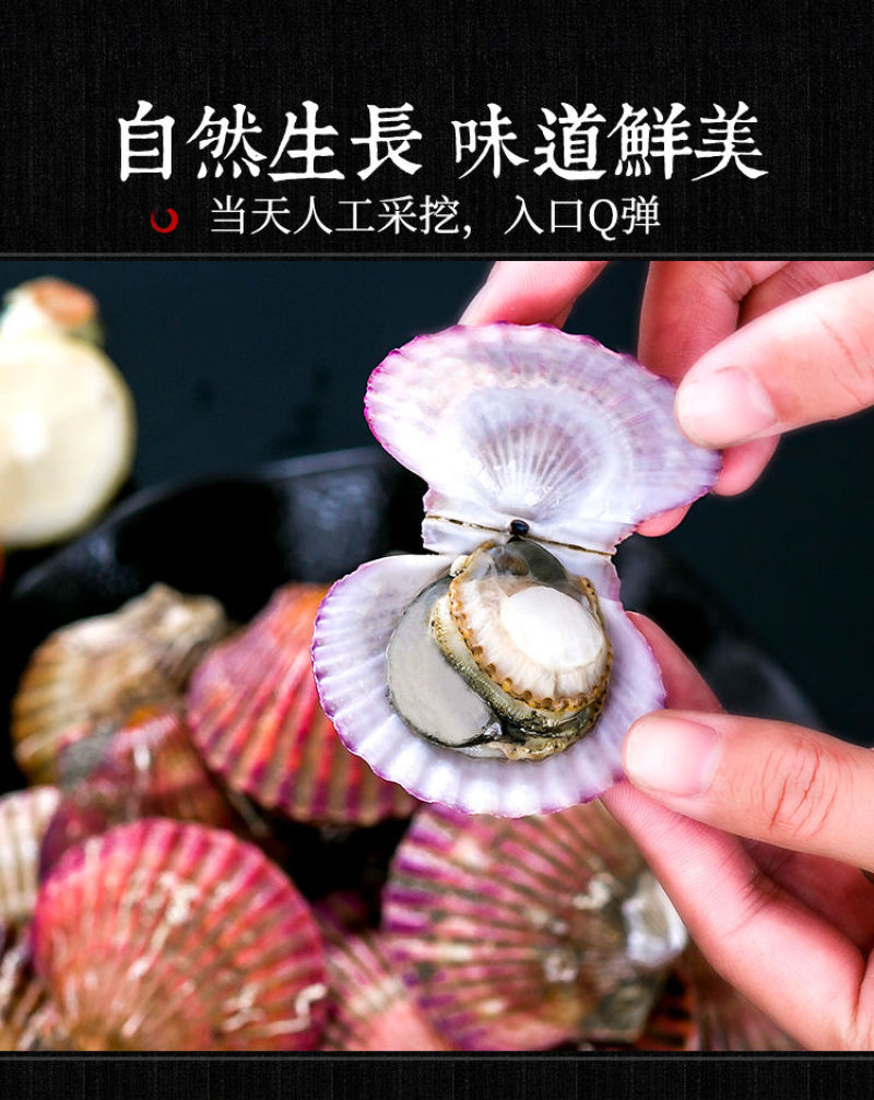 包邮一件代发买4送1现捞扇贝小红贝无沙