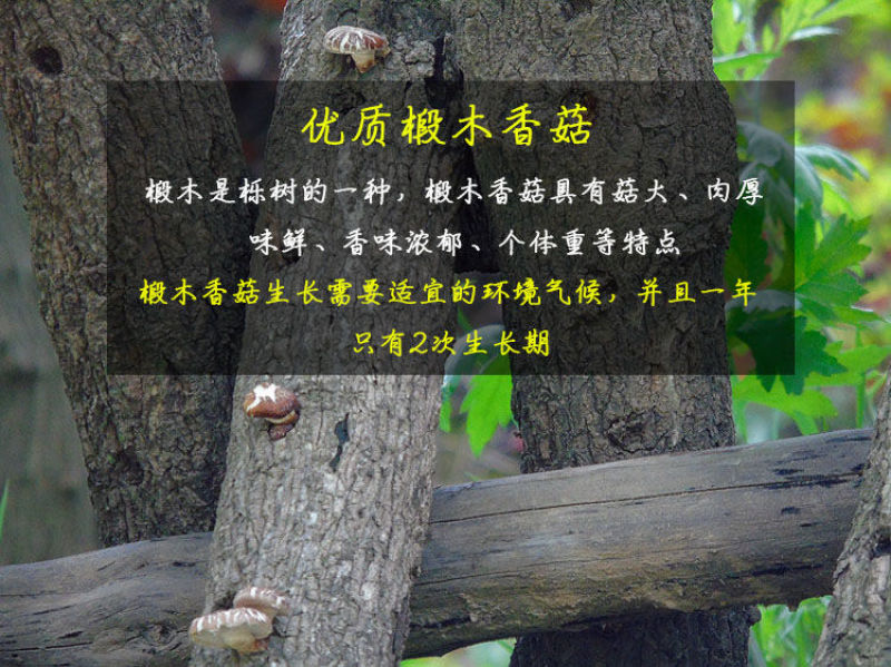 包邮★一件代发★干香菇小磨菇冬菇★平剪脚精选新货