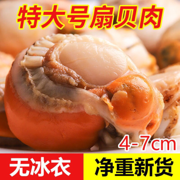 顺丰包邮一件代发海捕扇贝肉无冰特大号35-55粒