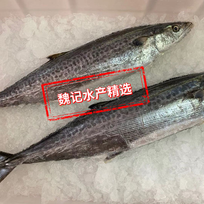 包邮一件代发新鲜鲅鱼肉馅水饺馅鱼滑5斤/件