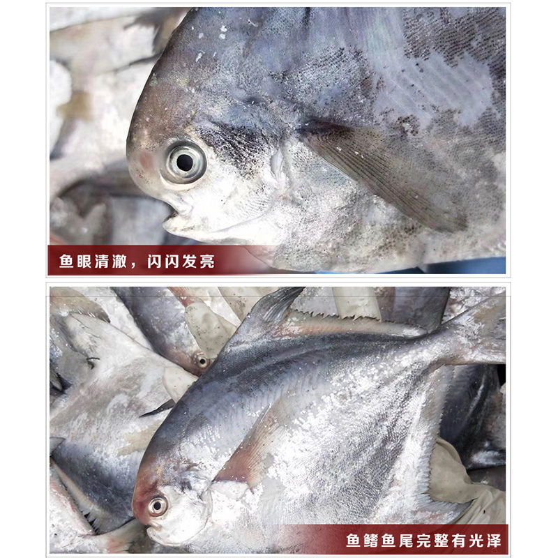 顺丰包邮一件代发海捕新鲜银鲳鱼3-12条/斤