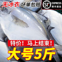 顺丰一件海捕新鲜银鲳鱼3-12条/斤