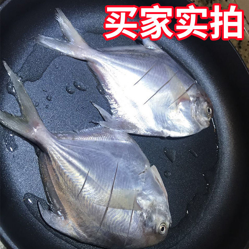 顺丰包邮一件代发海捕新鲜银鲳鱼3-12条/斤