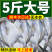 顺丰包邮一件代发海捕新鲜银鲳鱼3-12条/斤