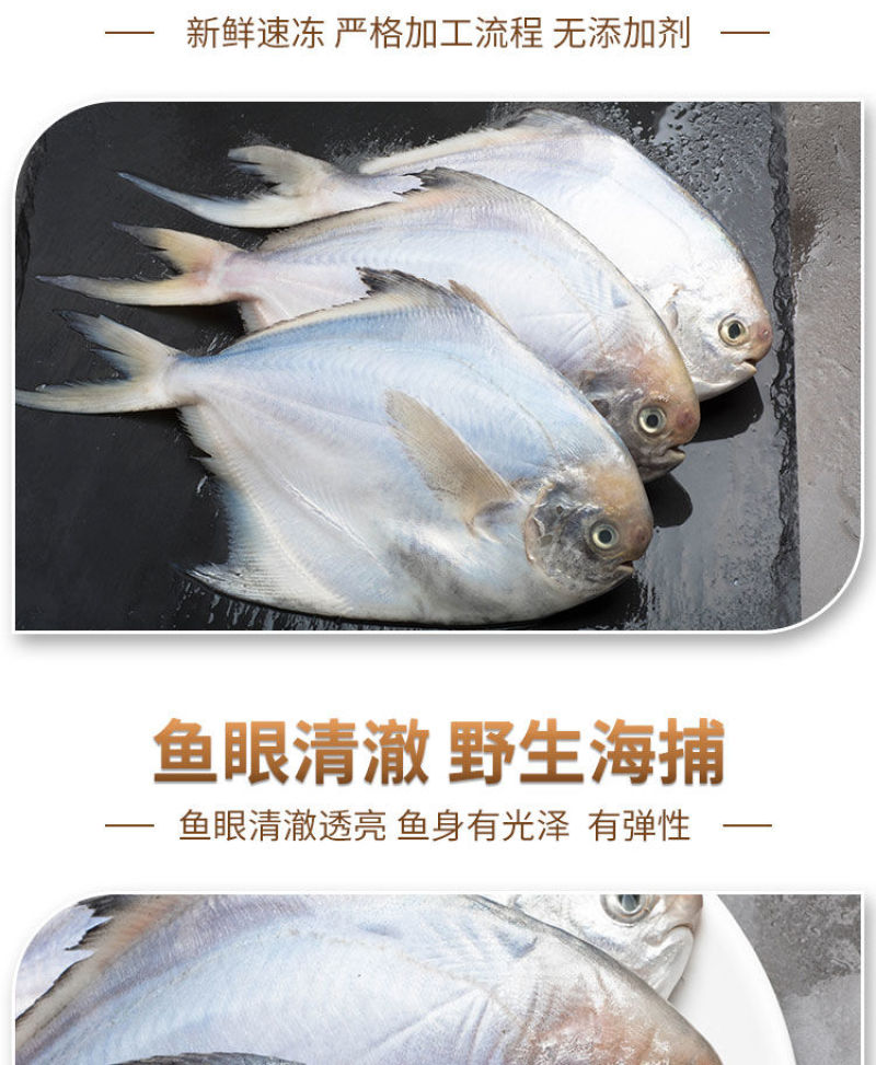顺丰包邮一件代发海捕新鲜银鲳鱼3-12条/斤