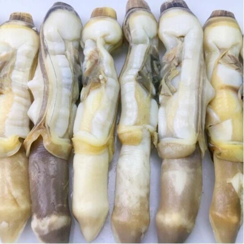 顺丰包邮一件代发鲜活现剥蛏子竹蛏子蛏王肉无冰衣