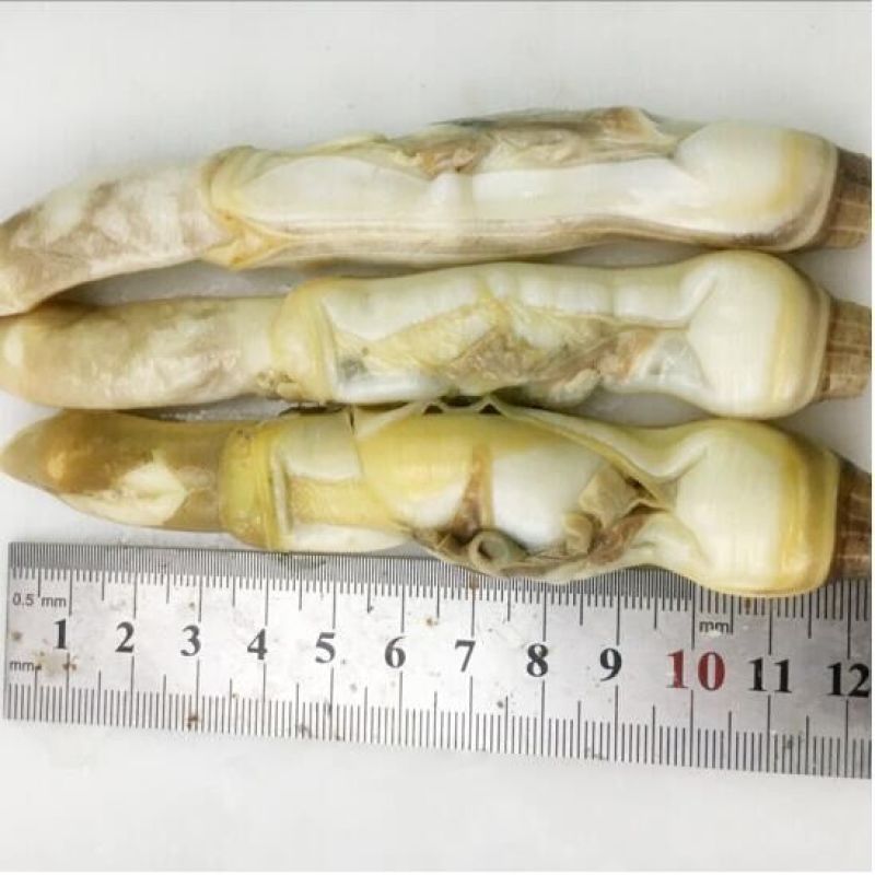 顺丰包邮一件代发鲜活现剥蛏子竹蛏子蛏王肉无冰衣