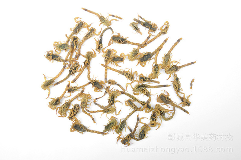 全虫@【华美中药】中药材批发供应【清水全蝎】全虫蝎子