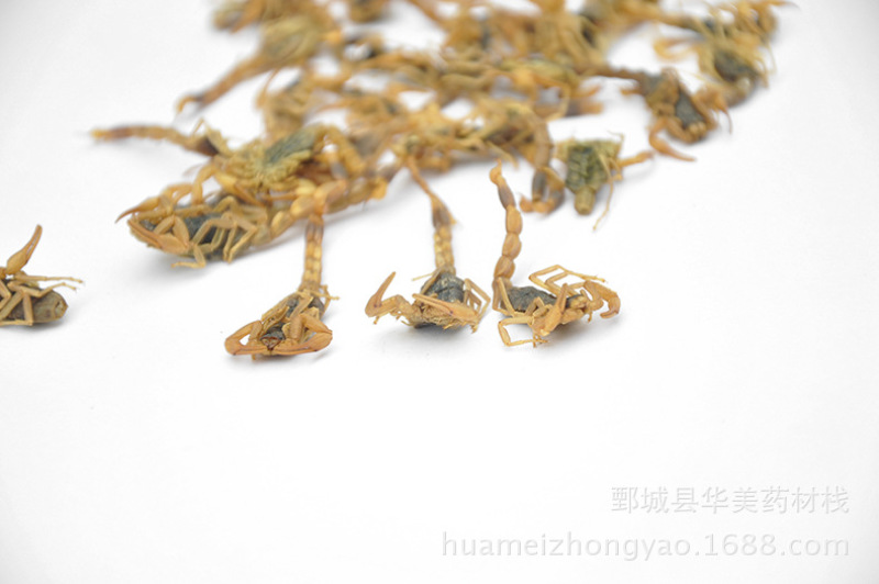 全虫@【华美中药】中药材批发供应【清水全蝎】全虫蝎子
