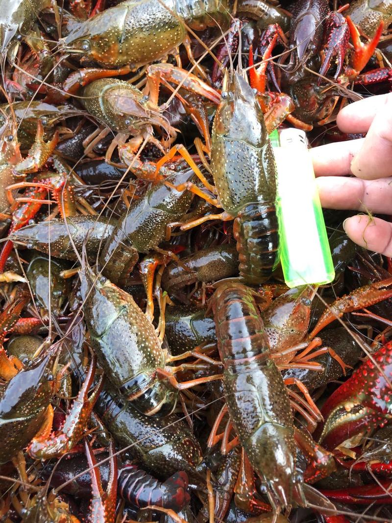 【中红】鲜活小龙虾一手货源大量批发品质好规格硬